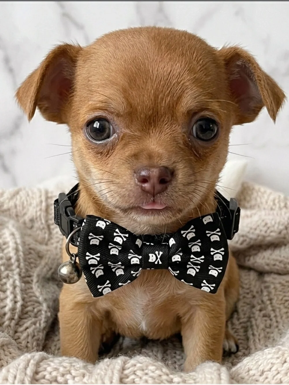 Black Skull Bow Tie Cat or Smsll Dog Collar - Goth, Punk, Grunge, Alternative